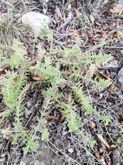 Cruciata pedemontana