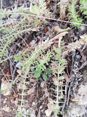 Cruciata pedemontana