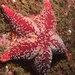 Red Cushion Star - Photo (c) Geir Friestad, some rights reserved (CC BY-NC-ND)