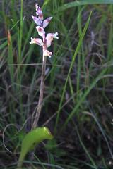 Lachenalia judithiae