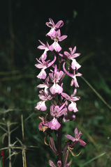 Orchis anatolica