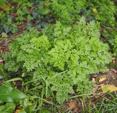 Anthriscus cerefolium