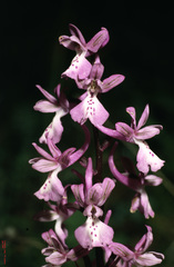 Orchis anatolica