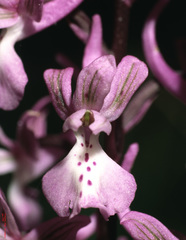 Orchis anatolica