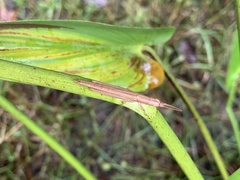 Leptysma marginicollis