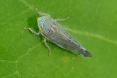 Synophropsis lauri