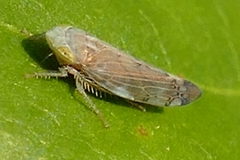 Synophropsis lauri