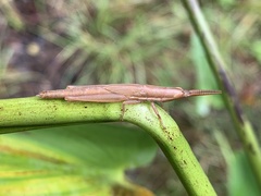 Leptysma marginicollis