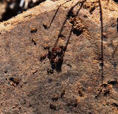 Pheidole tenuinodis