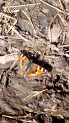 Aglais urticae urticae