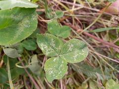 Pseudopeziza trifolii