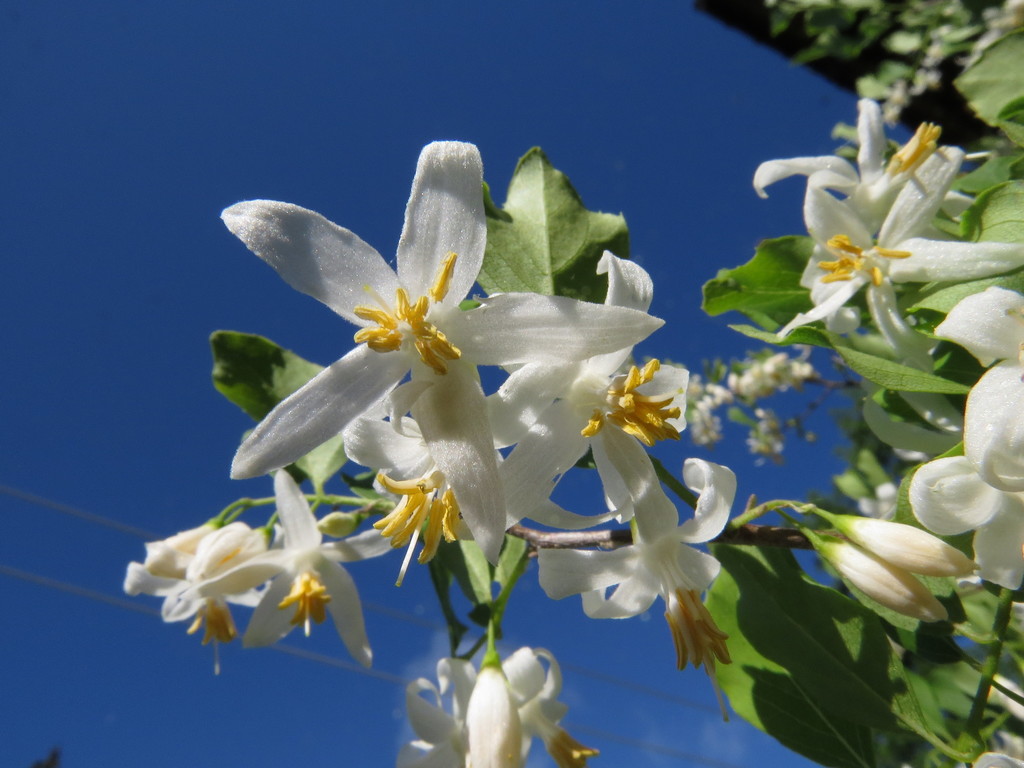 snowbells