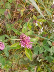 Pseudopeziza trifolii