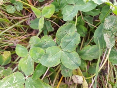 Pseudopeziza trifolii