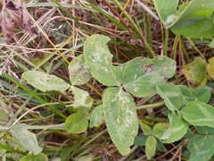 Pseudopeziza trifolii