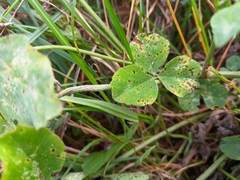 Pseudopeziza trifolii