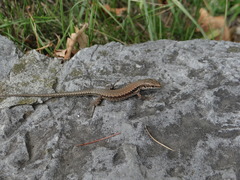 Podarcis muralis