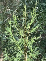 Eupatorium capillifolium image