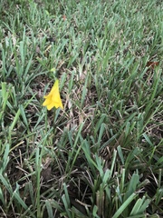 Zephyranthes citrina