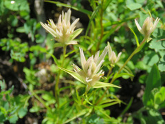 Castilleja miniata fulva