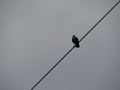 Corvus cornix