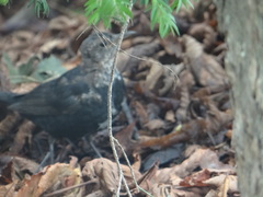 Turdus merula
