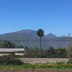 Jubaea chilensis