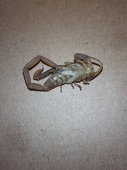 Centruroides vittatus