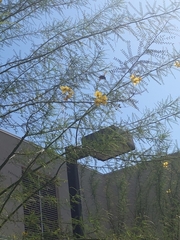 Parkinsonia praecox