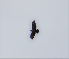 Buteo buteo