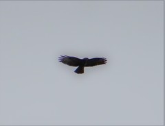 Buteo buteo