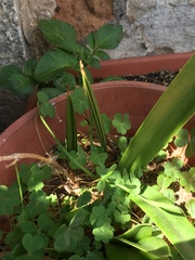 Jubaea chilensis