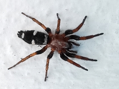 Poecilochroa