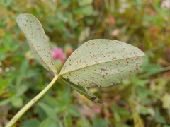 Uromyces trifolii-repentis