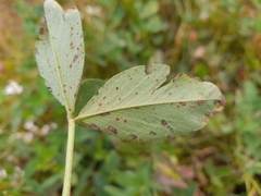 Uromyces trifolii-repentis
