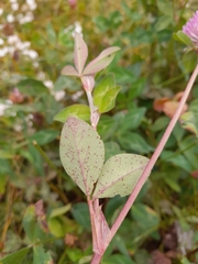 Uromyces trifolii-repentis