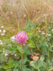 Uromyces trifolii-repentis