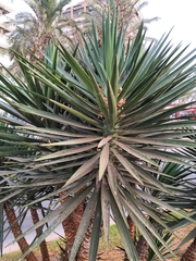 Yucca