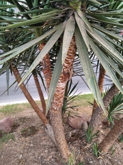 Yucca