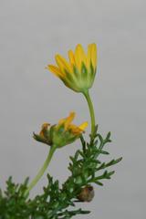 Euryops pinnatipartitus