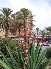 Yucca