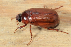 Phyllophaga futilis