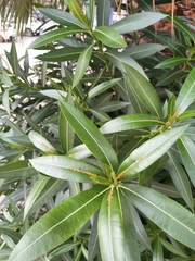 Nerium oleander
