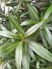 Nerium oleander