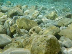 Parablennius sanguinolentus