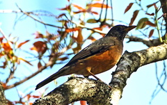 Turdus olivaceus pondoensis
