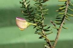 Polygala teretifolia