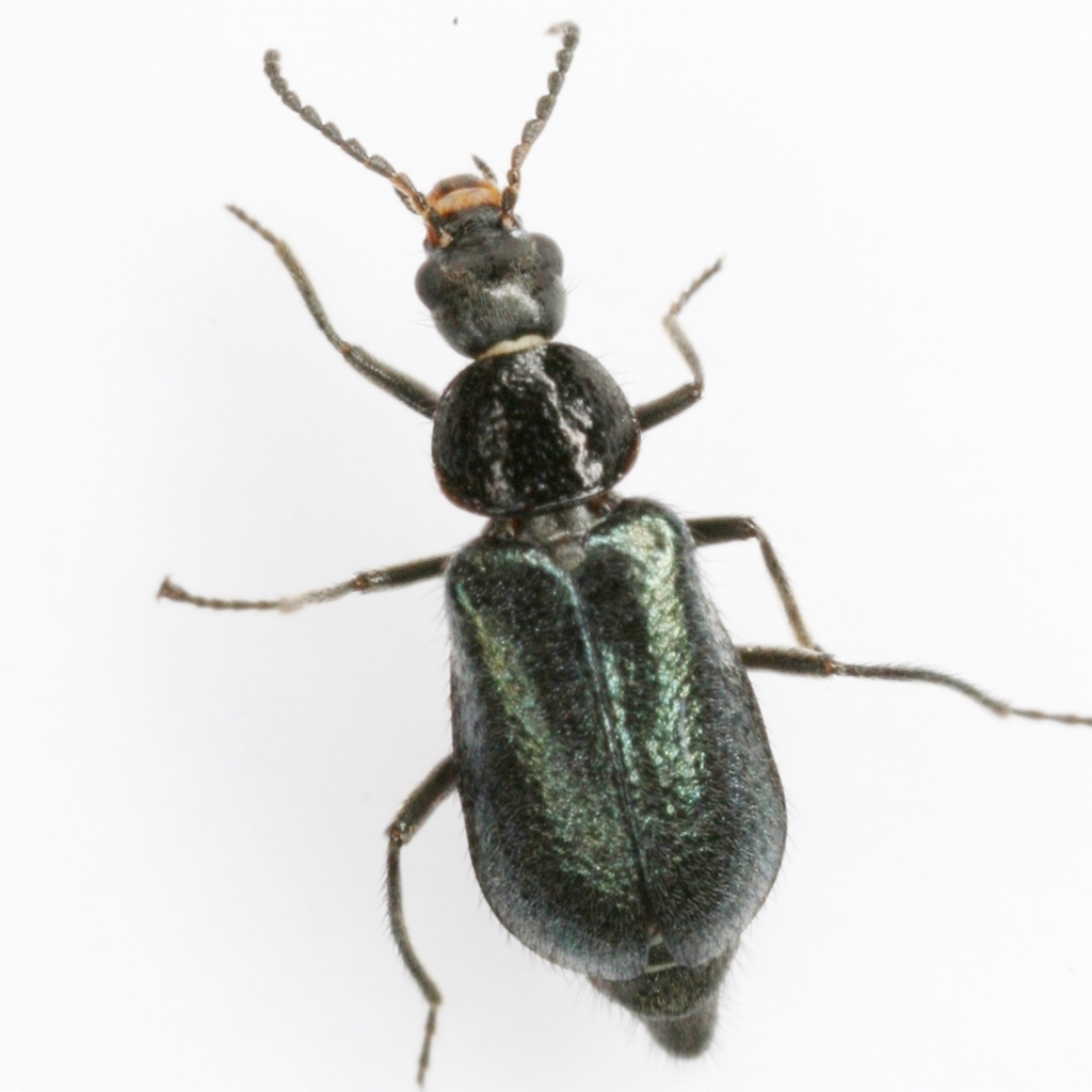 Tanaops foveiventris
