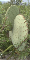 Opuntia rufida
