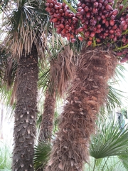 Chamaerops humilis